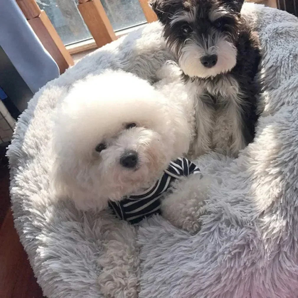 Super Soft  Cat & Dog Bed